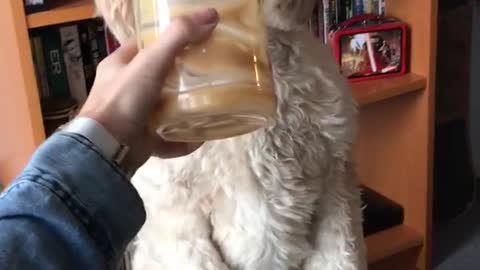 Brown dog stands on two legs to lick peanut butter jar