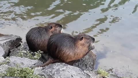 Nutria (coypu) | funny, cute