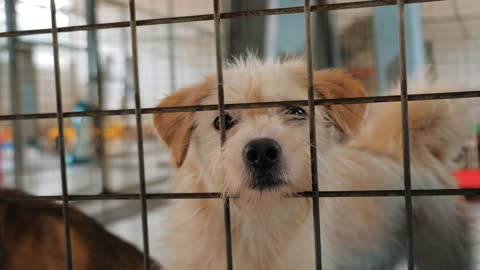 Portrait of sad dog in shelter behind fence waiting to be rescued and adopted to new home