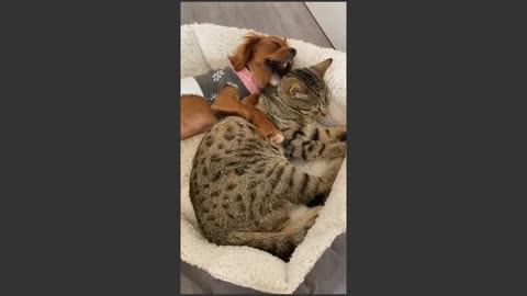 cat and dog love story EP 1