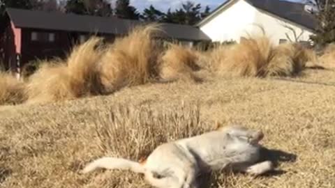 【qiuqiu】Life of Cat House - Dog Walking - Japan's beautiful sky, mountains, and clear air