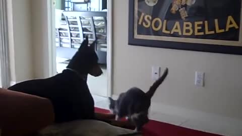 Cat beats up Doberman | Funny cats