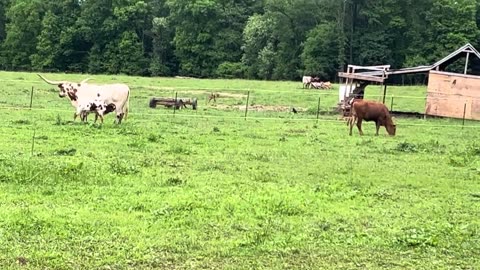 Beautiful Longhorn Cows