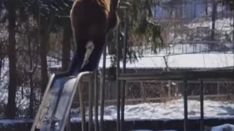 adorable viral video of bear playing on a slide will make you smile