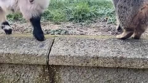 Look at The Funny Fight Between Cute Lamb And a Cat