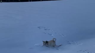 Snow day for Milo