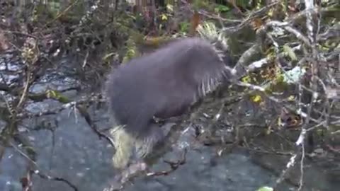 Porcupine