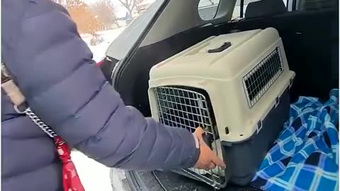 Poor Dog That Was Abandoned In The Snow On The Roadside.