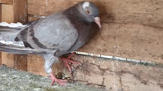 Pigeon roaring