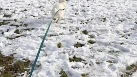 The happiest dog in the snow