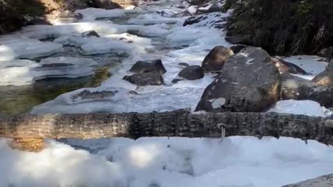 What the WWCrew in Custer National Forest