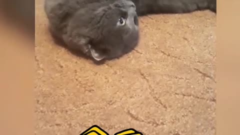 Cute video about the cat.