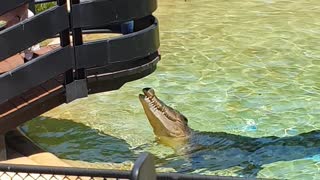 Australian Crocodile being feed