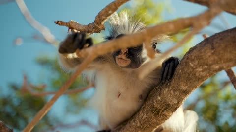 Red Colobuse Monkey