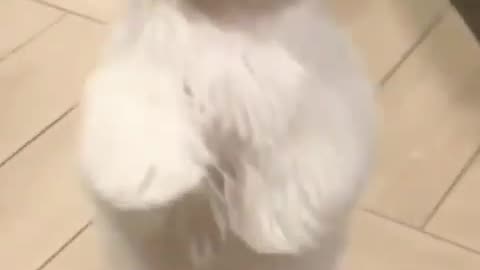 cute puppy dance