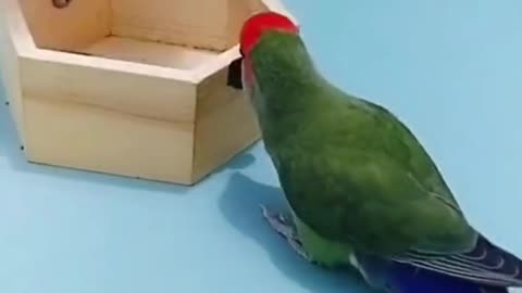 Birds Funny Video-You can enjoy it