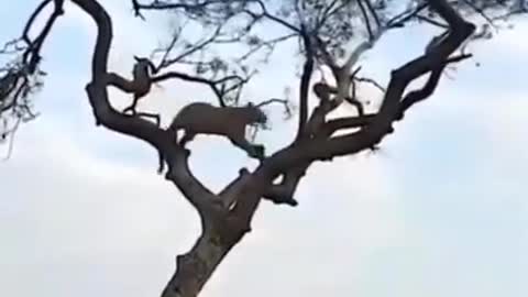 Tiger fall from tree chasing monkey - Part 2 (India - Corbett) 虎も木から落ちる 2