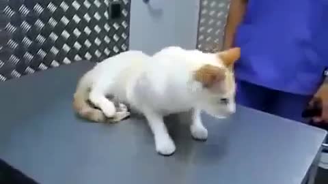 How to calm down your aggressive cat completely☻☻☻