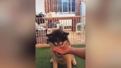 Cat reaction to cutting of cake