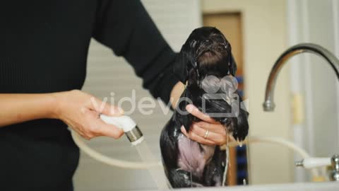 Woman Washes Black Puppy !