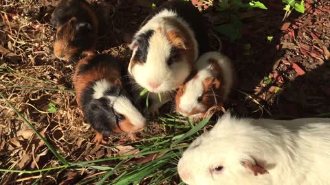 Small cute rats are eating the grass and enjoying the life 🐀🐀🐀