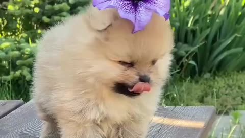 Beautiful baby puppy