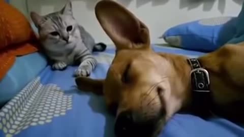 Dog Sleep Farting Makes Cat Angry