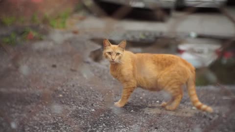 Funny cat In Street