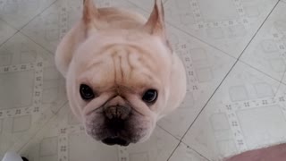 Cute French Bulldog Eats Peanutbutter closeup. Laugh assured