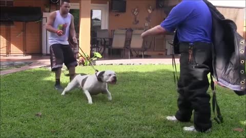 How To train your Dog to be Fully Aggressive With Few Tips