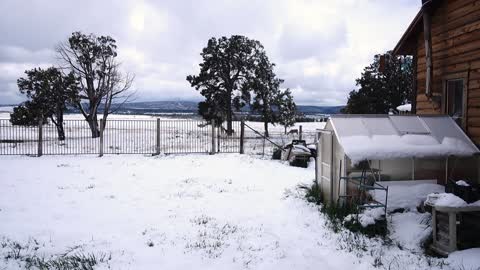 A wintry day establishing shot of a Colorado residential landscape as two deer walk in the distance