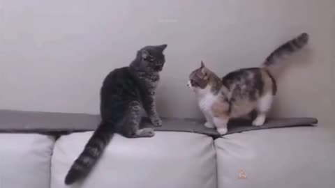 Cats funny video