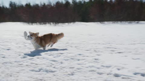 Dog Running on Outdoor Cover with Snow