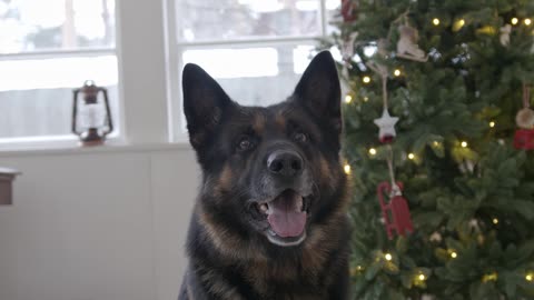 Beautiful German Shepherd upcoming Christmas preparation