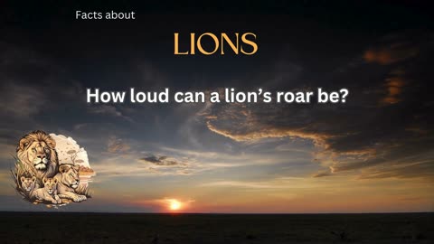 Lion fact 6 - How loud can a lion’s roar be?