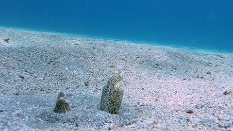 Moray Eels Interact on Ocean Floor