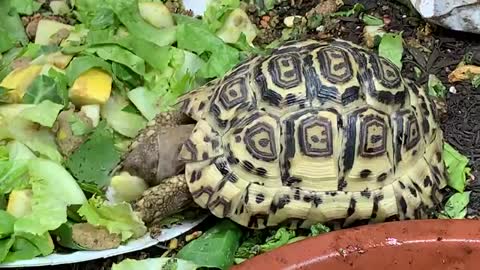 Ivory giant South African leopard tortoise for sale having some lunch_Cut.mp4