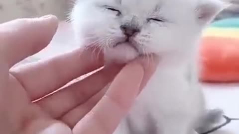 Funny lovely kitten