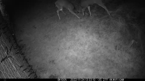 Trail cam visitor