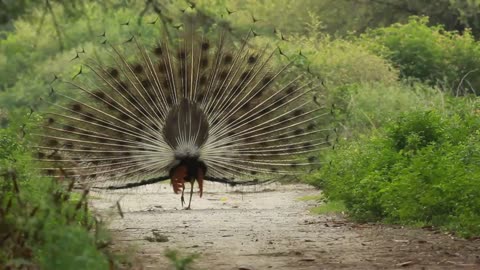 Majestic Peacock