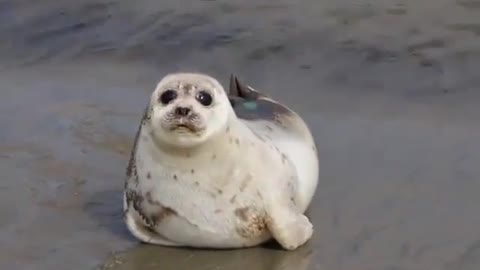 Cute 😍 😊 🦭 seal funny 😄 😆 🤣 video