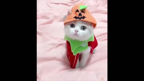 Cat wearing a cap