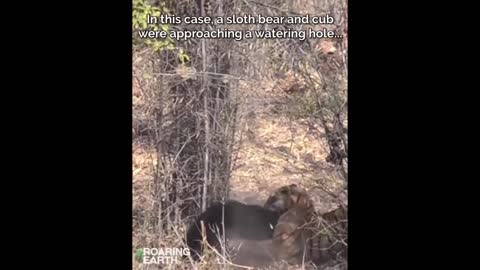 Tiger vs. Bear Mother Bear Protects Cub from Tiger