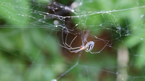 Up-close view of a spider