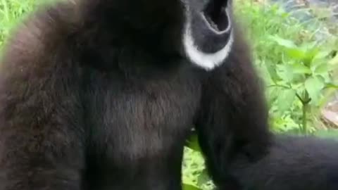 Funny very monkey