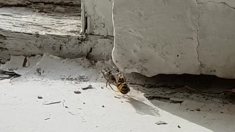 A video where a wasp is trapped by a spider with Clair de Lune playing in the background