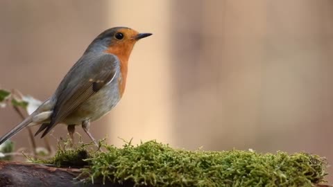 Robin bird 🐦 forest 🌳 nature spring