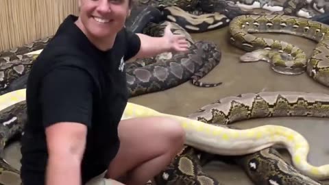 This woman has a room with a lot of anacondas in it