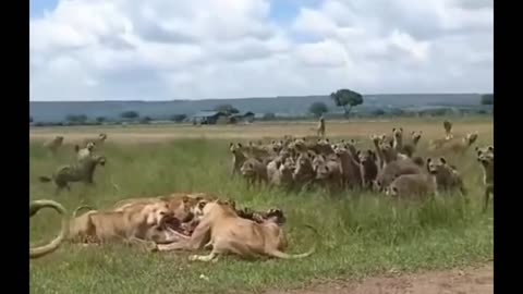 hyenas and Lions at a feast