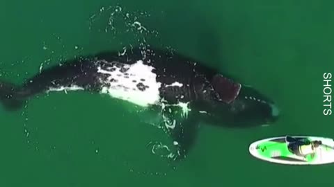 WATCH : Giant Whale Approaches Paddle Boarder. 😲